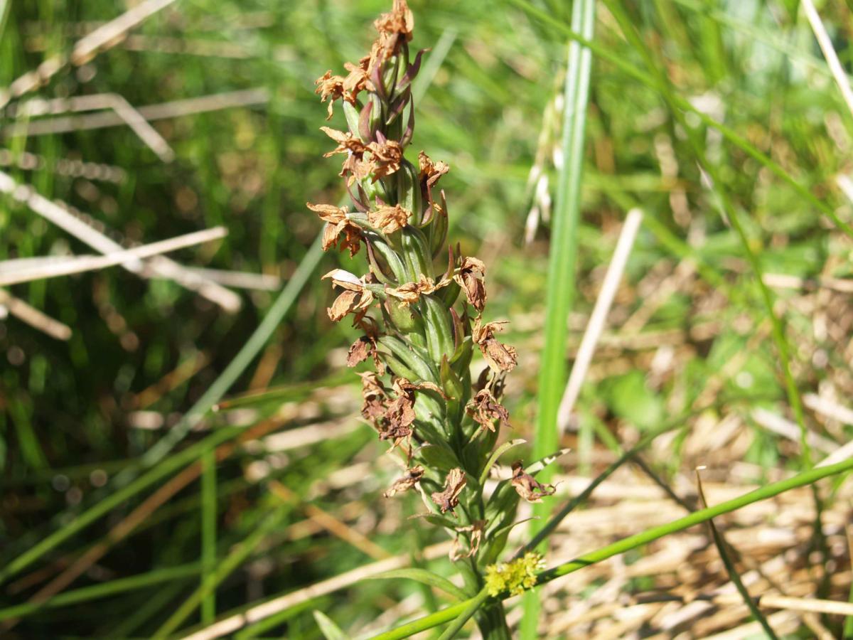 Orchid, Broad-leaved Marsh fruit